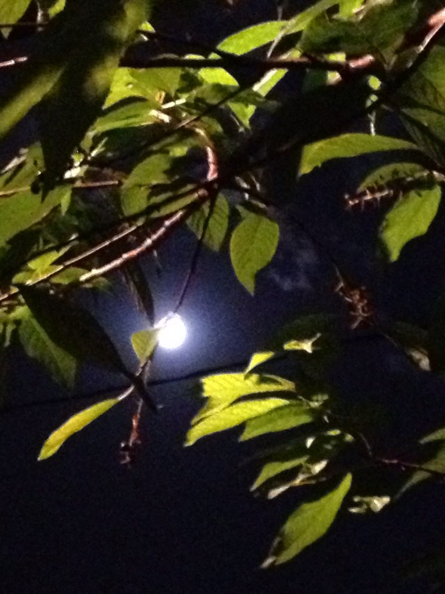 Nan in to moon in my back yard...